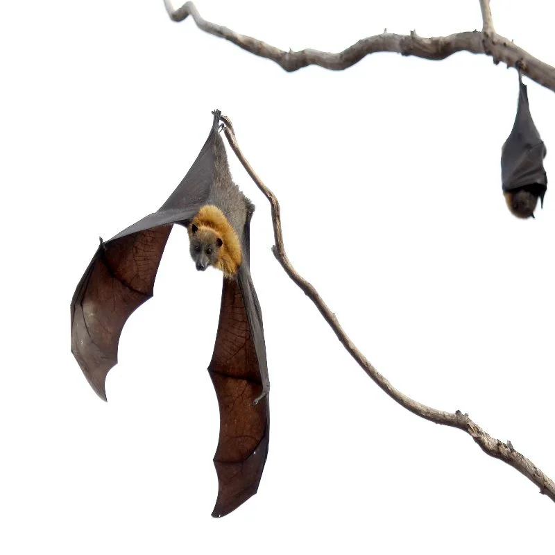 Bat hanging in a tree