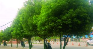 greenifying kathmandu