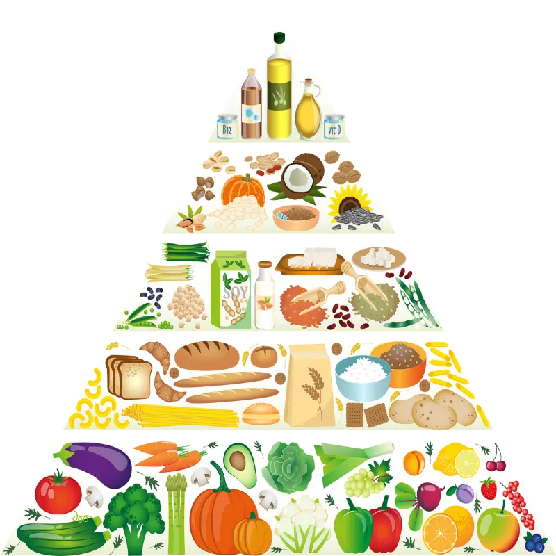 a triangular chain of food